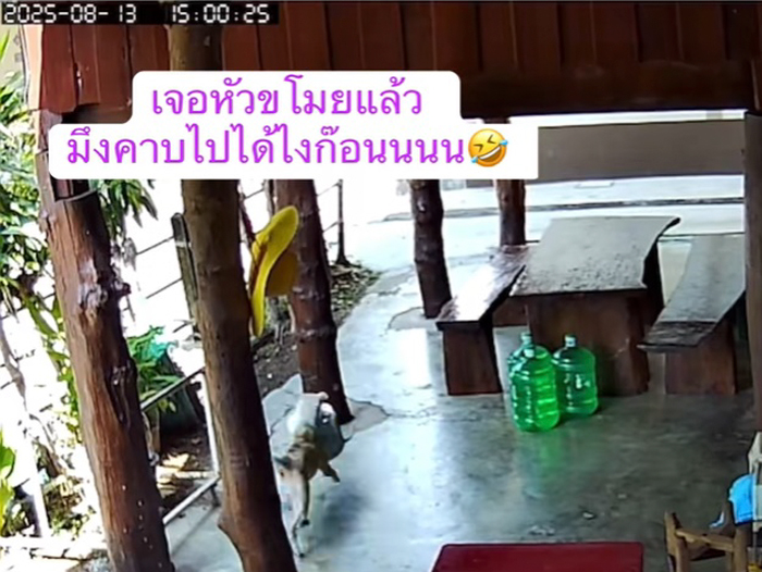 หมอหุงข้าวหาย ใครเอาไป หมอหุงข้าวหาย ใครเอาไป