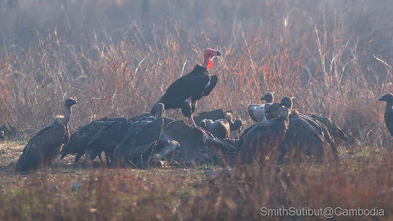 แร้งกินศพทหาร ชายแดนไทย - กัมพูชา แร้งกินศพทหาร ชายแดนไทย - กัมพูชา