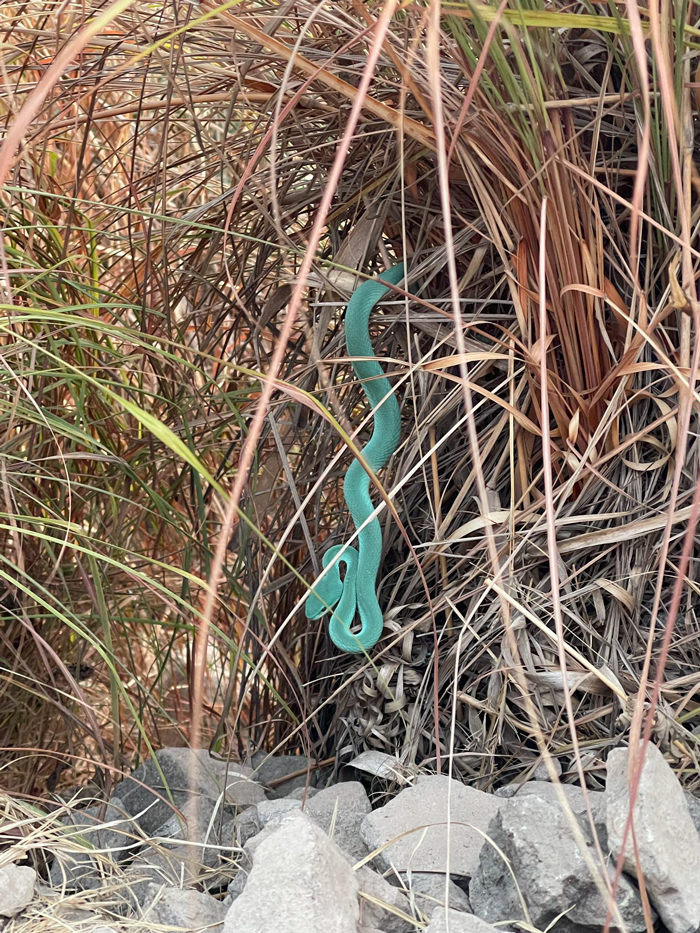 งูสีฟ้า งูสีฟ้า