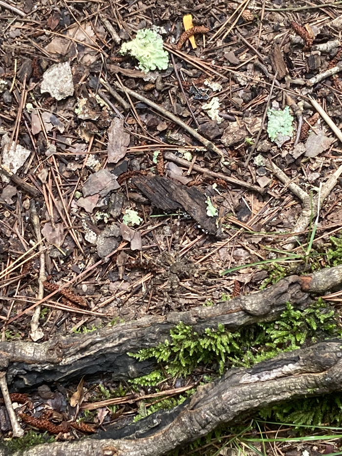 ทดสอบสายตาหาแมงมุมในภาพ ทดสอบสายตาหาแมงมุมในภาพ