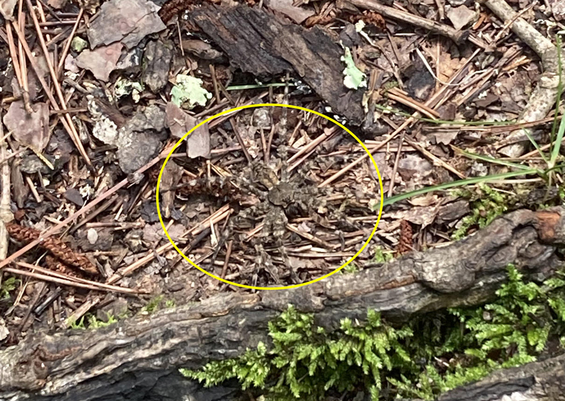 ทดสอบสายตาหาแมงมุมในภาพ ทดสอบสายตาหาแมงมุมในภาพ