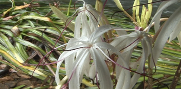 ต้นหอมน้ำ หรือ พลับพลึงธาร ต้นหอมน้ำ หรือ พลับพลึงธาร