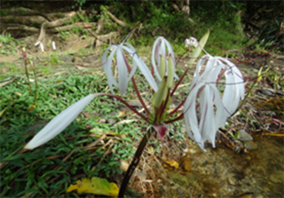 ต้นหอมน้ำ หรือ พลับพลึงธาร ต้นหอมน้ำ หรือ พลับพลึงธาร