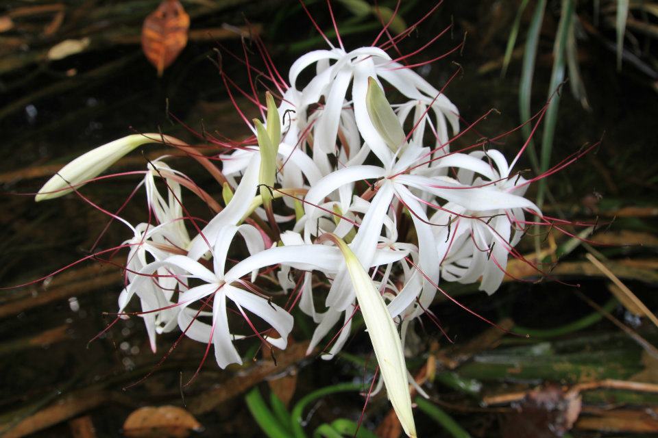 ต้นหอมน้ำ หรือ พลับพลึงธาร ต้นหอมน้ำ หรือ พลับพลึงธาร