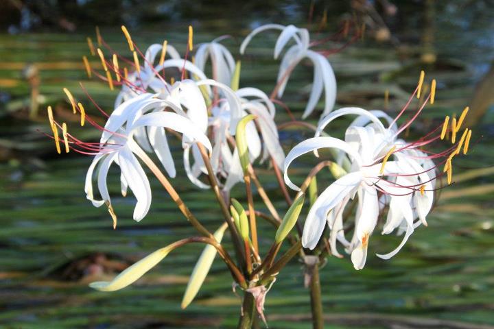 ต้นหอมน้ำ หรือ พลับพลึงธาร ต้นหอมน้ำ หรือ พลับพลึงธาร