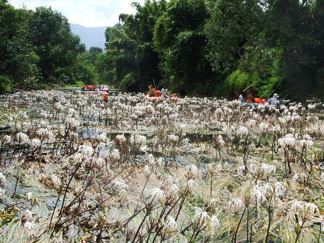 ต้นหอมน้ำ หรือ พลับพลึงธาร ต้นหอมน้ำ หรือ พลับพลึงธาร