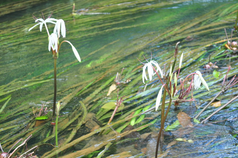 ต้นหอมน้ำ หรือ พลับพลึงธาร ต้นหอมน้ำ หรือ พลับพลึงธาร