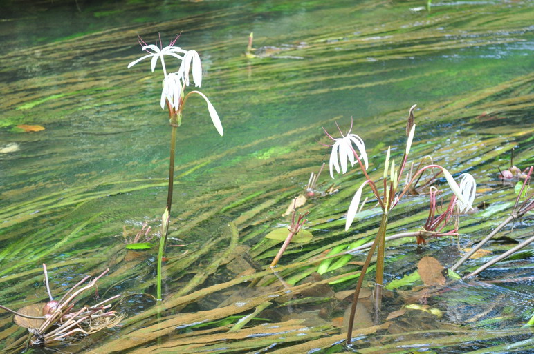 ต้นหอมน้ำ หรือ พลับพลึงธาร ต้นหอมน้ำ หรือ พลับพลึงธาร