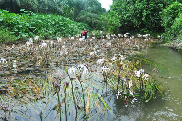 ต้นหอมน้ำ หรือ พลับพลึงธาร ต้นหอมน้ำ หรือ พลับพลึงธาร