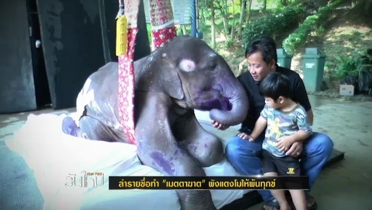 พังแตงโม ช้างอัมพาต พังแตงโม ช้างอัมพาต