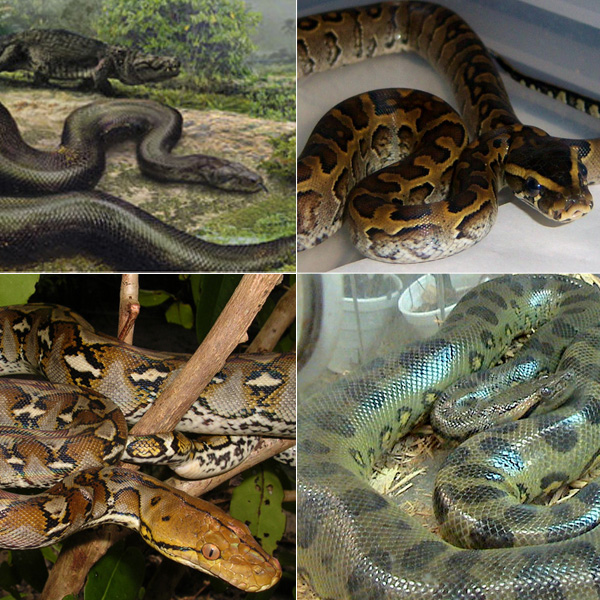 10 อันดับงูที่ใหญ่ที่สุดในโลก 10 อันดับงูที่ใหญ่ที่สุดในโลก