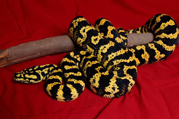 10 อันดับงูที่ใหญ่ที่สุดในโลก 10 อันดับงูที่ใหญ่ที่สุดในโลก