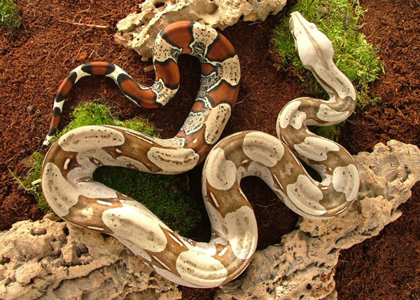 10 อันดับงูที่ใหญ่ที่สุดในโลก 10 อันดับงูที่ใหญ่ที่สุดในโลก