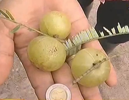 มะขามป้อมยักษ์พันธุ์ใหม่ ลูกใหญ่เท่าเหรียญสิบบาท มะขามป้อมยักษ์พันธุ์ใหม่ ลูกใหญ่เท่าเหรียญสิบบาท