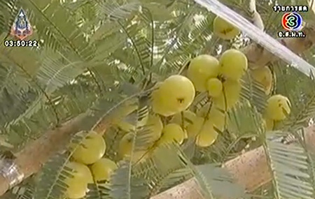 มะขามป้อมยักษ์พันธุ์ใหม่ ลูกใหญ่เท่าเหรียญสิบบาท มะขามป้อมยักษ์พันธุ์ใหม่ ลูกใหญ่เท่าเหรียญสิบบาท