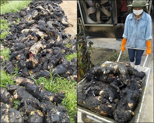 ไฟไหม้ฟาร์มหมู ย่างสดกว่า 2 พันตัว พ่อพันธุ์-แม่พันธุ์-ลูกหมู ร้องโหยหวนลั่น ไฟไหม้ฟาร์มหมู ย่างสดกว่า 2 พันตัว พ่อพันธุ์-แม่พันธุ์-ลูกหมู ร้องโหยหวนลั่น