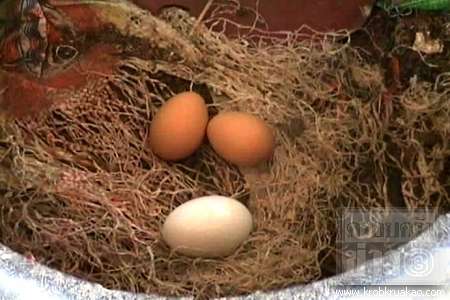 ไข่ประหลาด