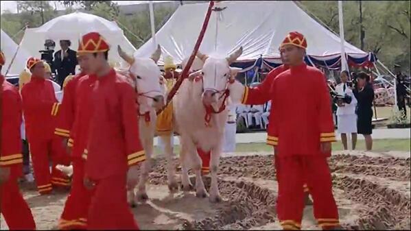 พระราชพิธีพืชมงคล จรดพระนังคัลแรกนาขวัญ 2557 พระราชพิธีพืชมงคล จรดพระนังคัลแรกนาขวัญ 2557