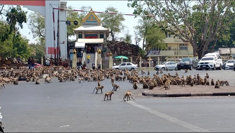 สัมภาษณ์ลิงยกพวกตีกัน สัมภาษณ์ลิงยกพวกตีกัน