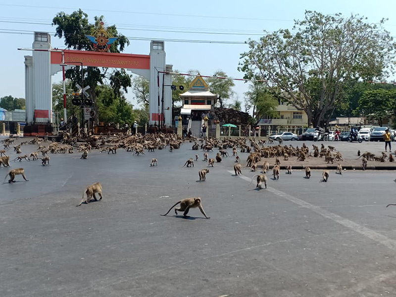 สัมภาษณ์ลิงยกพวกตีกัน สัมภาษณ์ลิงยกพวกตีกัน