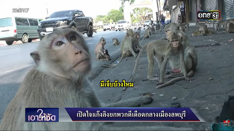 สัมภาษณ์ลิงยกพวกตีกัน สัมภาษณ์ลิงยกพวกตีกัน