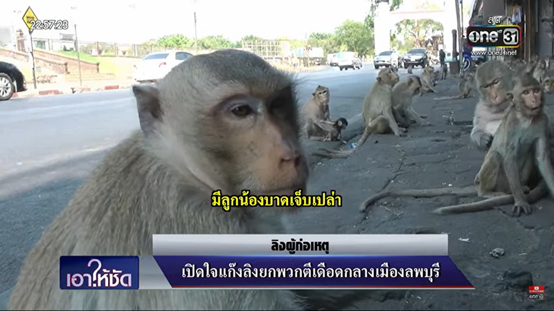 สัมภาษณ์ลิงยกพวกตีกัน สัมภาษณ์ลิงยกพวกตีกัน