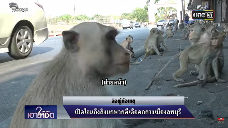 สัมภาษณ์ลิงยกพวกตีกัน สัมภาษณ์ลิงยกพวกตีกัน