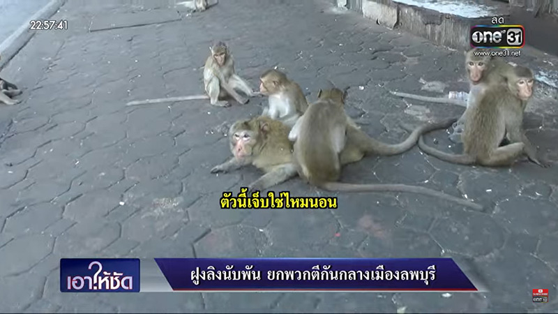 สัมภาษณ์ลิงยกพวกตีกัน สัมภาษณ์ลิงยกพวกตีกัน