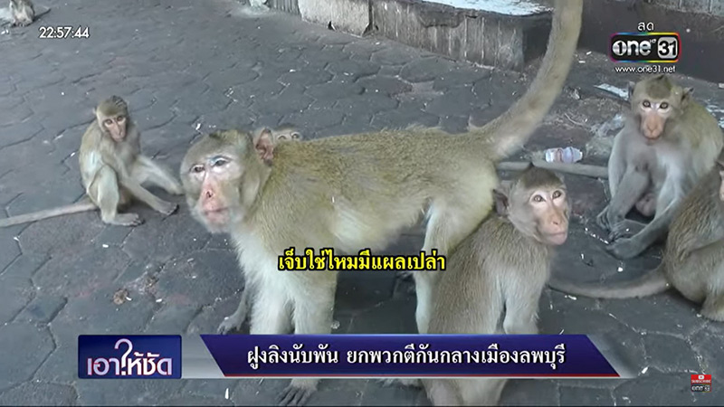 สัมภาษณ์ลิงยกพวกตีกัน สัมภาษณ์ลิงยกพวกตีกัน