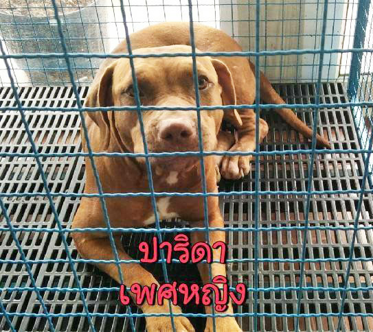 หงส์ไม่เลี้ยง 6 พิตบูลต่อ หงส์ไม่เลี้ยง 6 พิตบูลต่อ