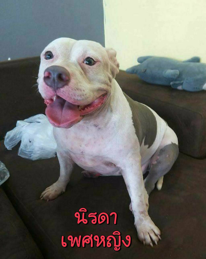 หงส์ไม่เลี้ยง 6 พิตบูลต่อ หงส์ไม่เลี้ยง 6 พิตบูลต่อ