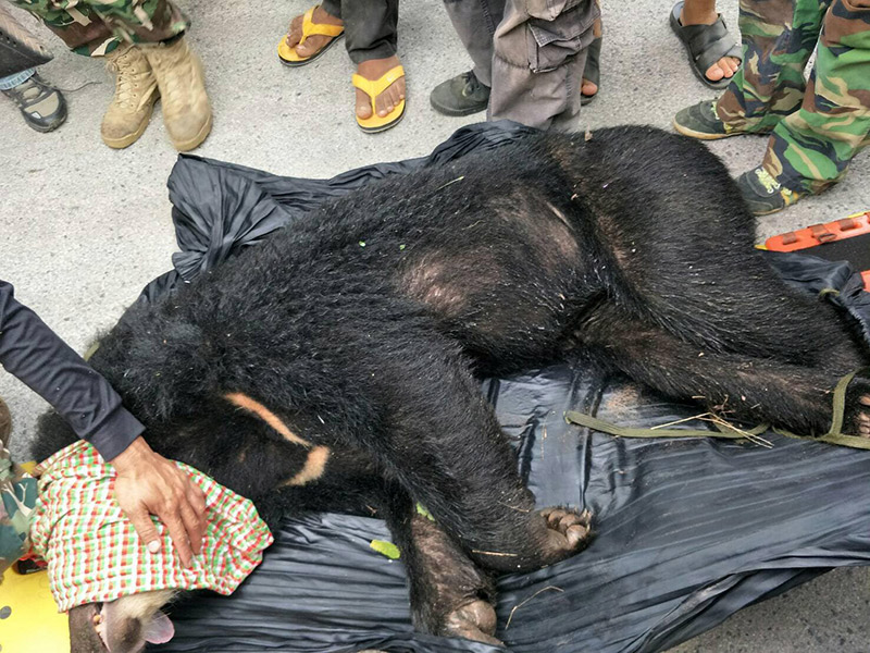 จับหมีควายได้แล้ว จับหมีควายได้แล้ว