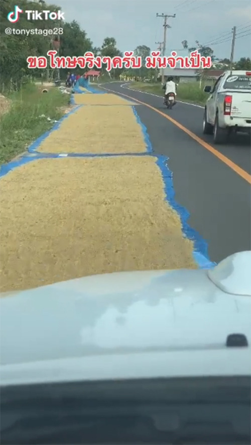 ตากข้าวเปลือกบนถนน ตากข้าวเปลือกบนถนน