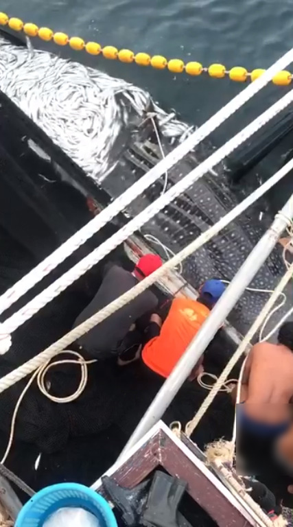 3 ฉลามวาฬ ติดอวนประมง 3 ฉลามวาฬ ติดอวนประมง