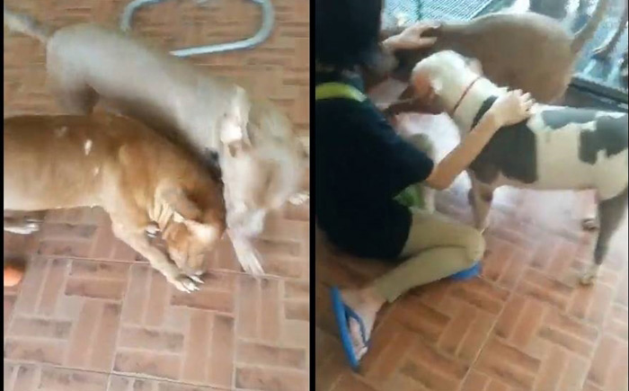 หงส์ไม่เลี้ยง 6 พิตบูลต่อ หงส์ไม่เลี้ยง 6 พิตบูลต่อ