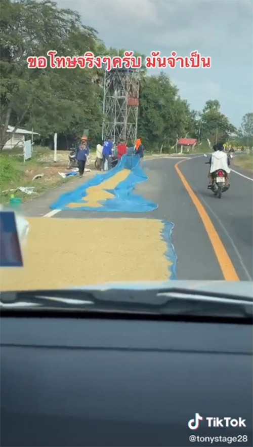 ตากข้าวเปลือกบนถนน ตากข้าวเปลือกบนถนน