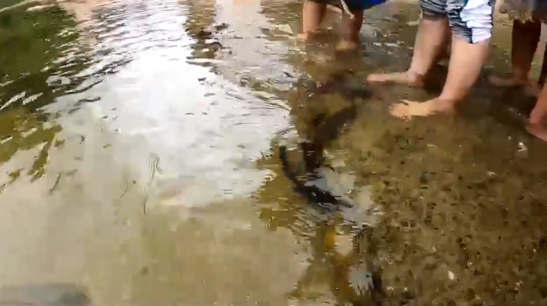 มูลนิธิธรรมดี ปล่อยปลาดุก ลงแม่น้ำคีรีวง มูลนิธิธรรมดี ปล่อยปลาดุก ลงแม่น้ำคีรีวง