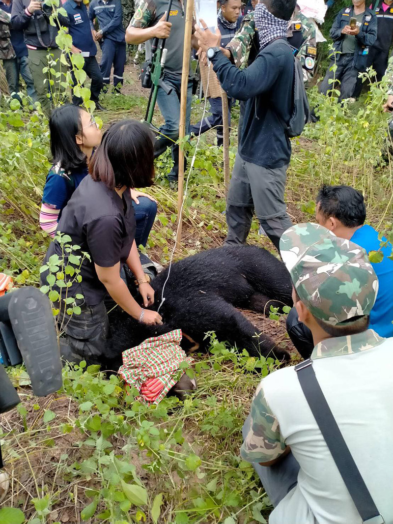 จับหมีควายได้แล้ว จับหมีควายได้แล้ว