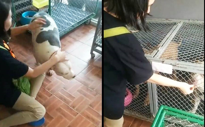 หงส์ไม่เลี้ยง 6 พิตบูลต่อ หงส์ไม่เลี้ยง 6 พิตบูลต่อ