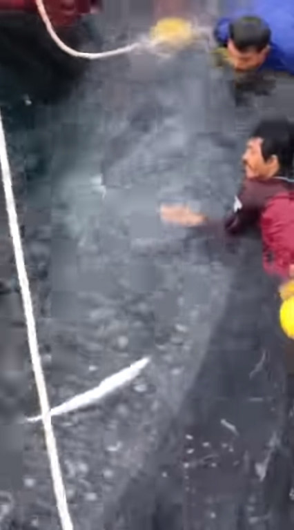 3 ฉลามวาฬ ติดอวนประมง 3 ฉลามวาฬ ติดอวนประมง