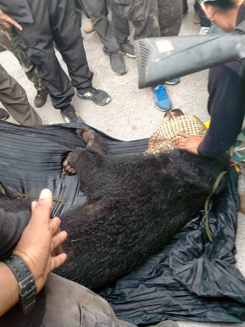 จับหมีควายได้แล้ว จับหมีควายได้แล้ว