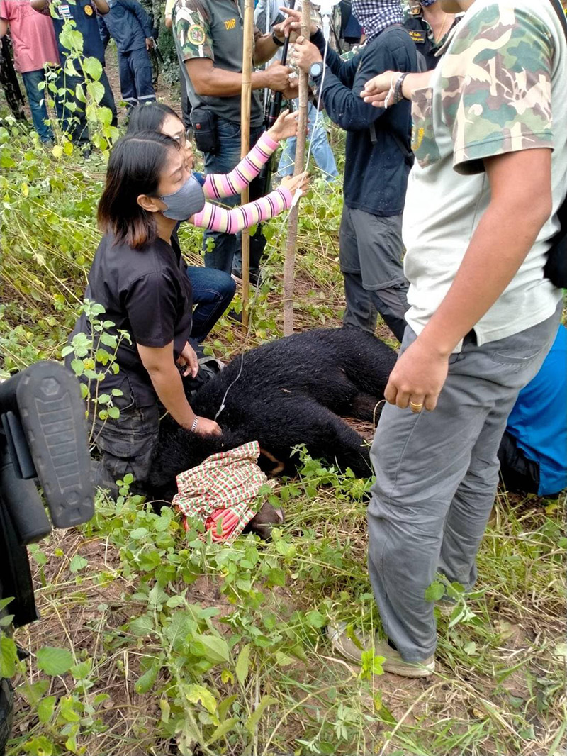 จับหมีควายได้แล้ว จับหมีควายได้แล้ว