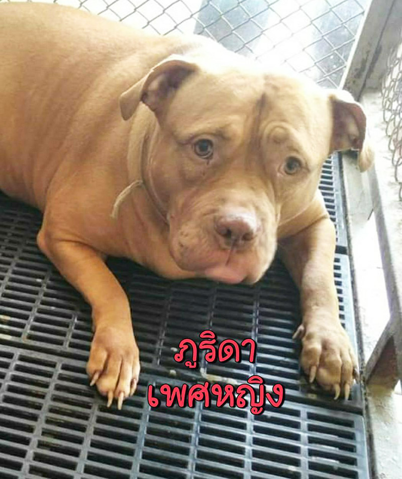 หงส์ไม่เลี้ยง 6 พิตบูลต่อ หงส์ไม่เลี้ยง 6 พิตบูลต่อ