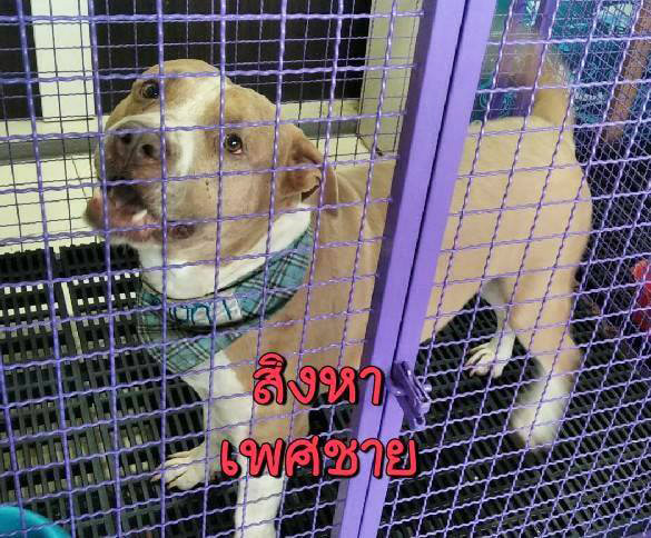 หงส์ไม่เลี้ยง 6 พิตบูลต่อ หงส์ไม่เลี้ยง 6 พิตบูลต่อ