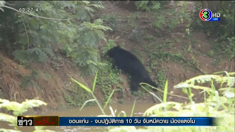 จับหมีควายได้แล้ว จับหมีควายได้แล้ว