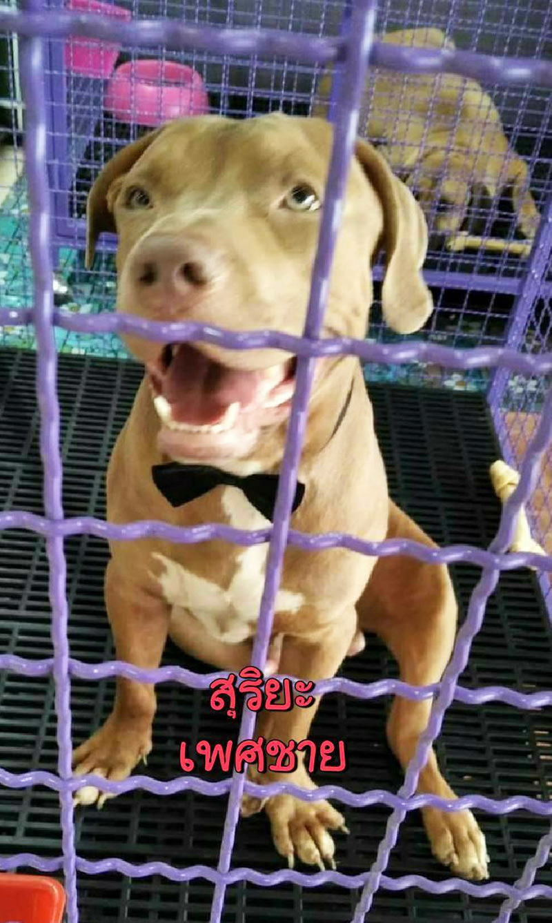 หงส์ไม่เลี้ยง 6 พิตบูลต่อ หงส์ไม่เลี้ยง 6 พิตบูลต่อ