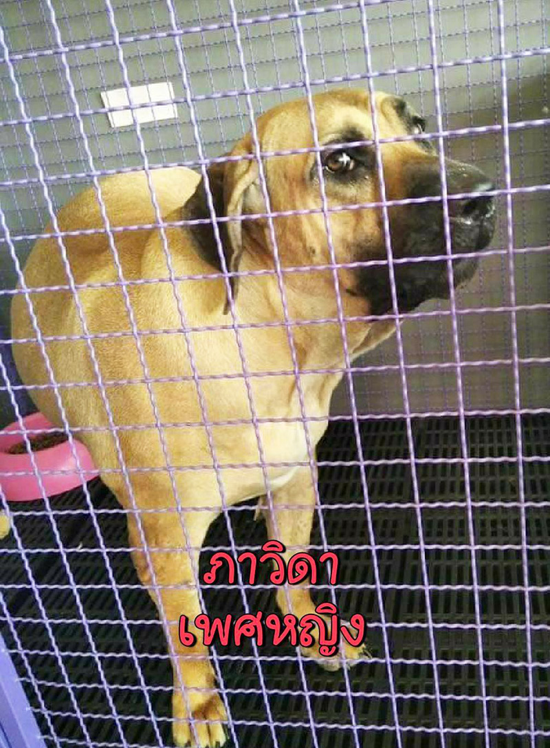 หงส์ไม่เลี้ยง 6 พิตบูลต่อ หงส์ไม่เลี้ยง 6 พิตบูลต่อ