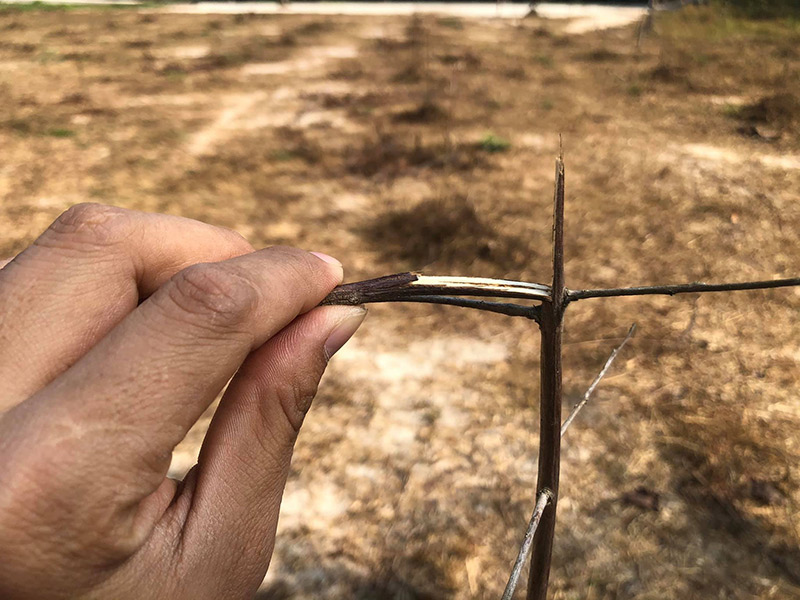 ต้นไม้ของฌอน ประวิตร แตกใบอ่อน ต้นไม้ของฌอน ประวิตร แตกใบอ่อน