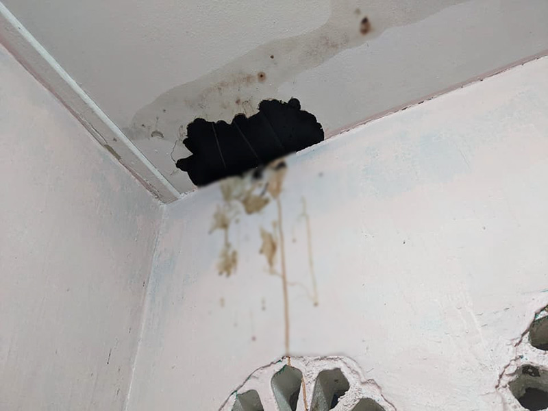 สุนัขจิ้งจอกตาย โผล่เพดานบ้าน สุนัขจิ้งจอกตาย โผล่เพดานบ้าน