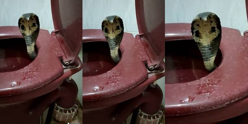 งูในชักโครก งูในชักโครก